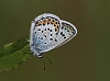 J16_1639 Silver-studded Blue